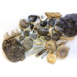 A collection of fossils including ammonites