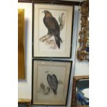 A collection of five lithographs of birds of prey after J Gould and H C Richter