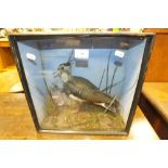 A taxidermy glazed ebonised case containing a lapwing in naturalistic setting, Edwardian, 38cm wide,