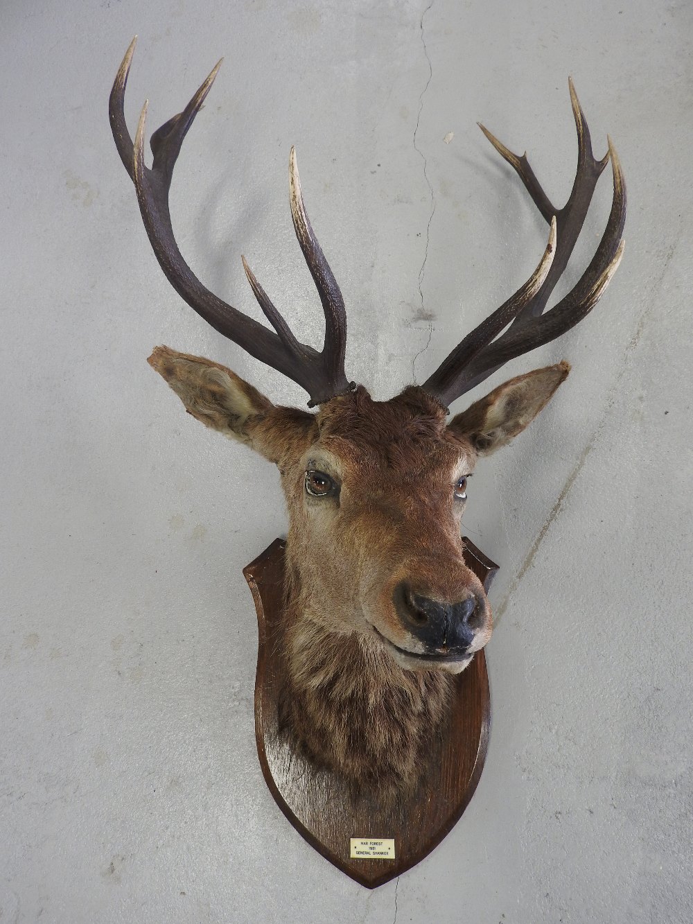 A stag's head with six point antlers on an oak shield with plaque inscribed 'Mar Forest 1951