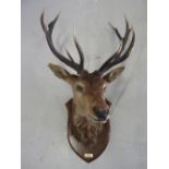 A stag's head with six point antlers on an oak shield with plaque inscribed 'Mar Forest 1951