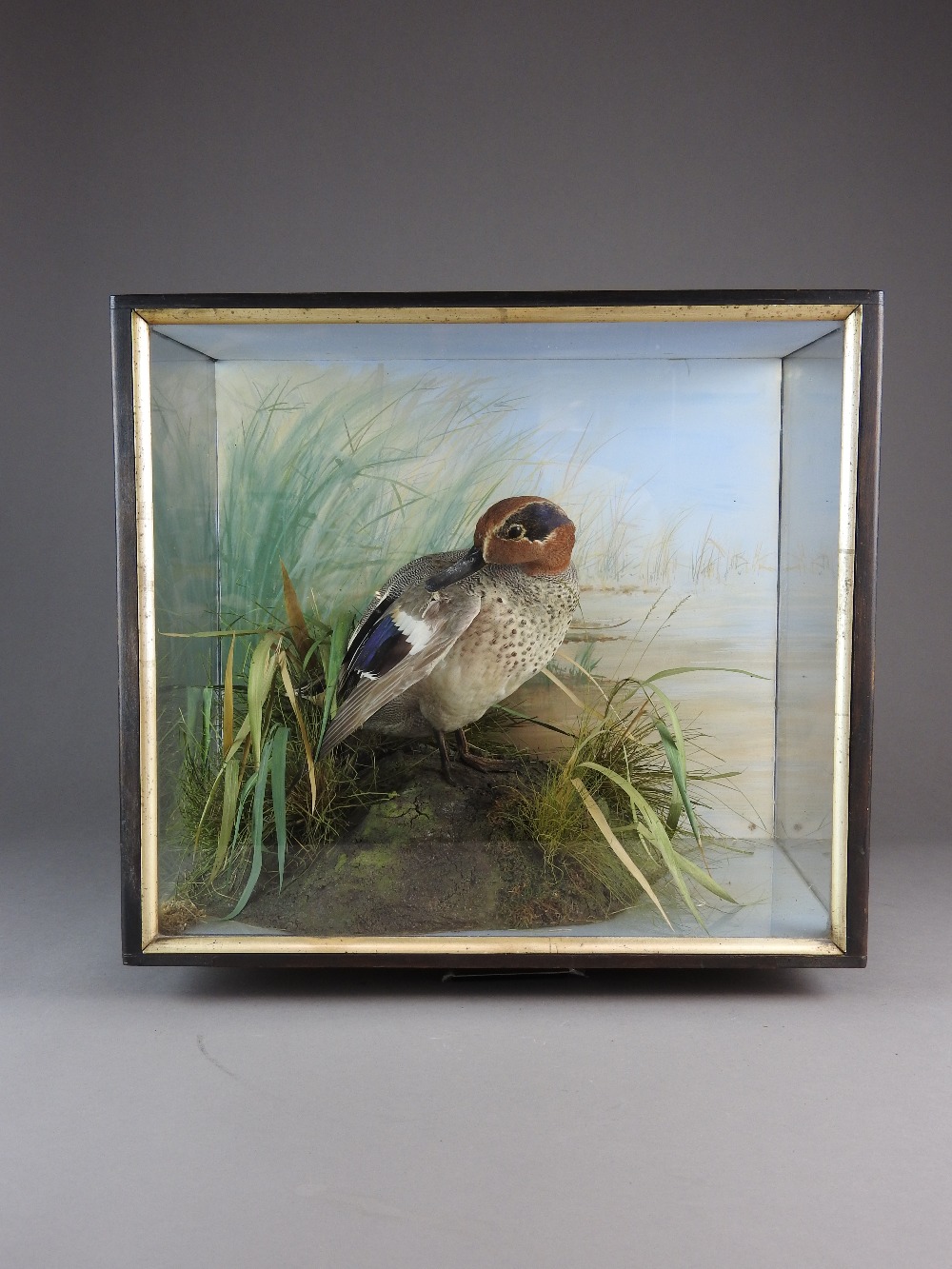 A green winged teal duck, preening in a naturalistic setting against a painted backdrop,