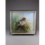 A green winged teal duck, preening in a naturalistic setting against a painted backdrop,