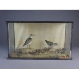 A glazed display case containing two Sandpipers in naturalistic setting with seashells against a