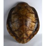 A LARGE ANTIQUE BLONDE WALL HANGING TORTOISE SHELL. 2Ft 7ins x 2ft 3ins