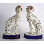 A PAIR OF 19TH CENTURY STAFFORDSHIRE FIGURES OF DALMATIONS modelled upon blue painted bases. 7.