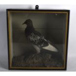 A LATE VICTORIAN GLASS CASED TAXIDERMY PIGEON contained within a naturalistic surround. 1Ft 1ins