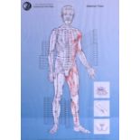 CHINESE SCHOOL, set of three acupuncture, chinese medicine point maps. 59 cm x 42 cm.