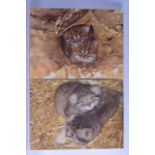 A SET OF FIVE UNFRAMED PRINT OF CANVAS, various cats. 41 cm x 31 cm.
