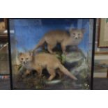 A LARGE VICTORIAN TAXIDERMY GROUP depicting two young foxes within a naturalistic landscape. 68 cm x