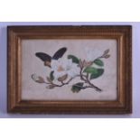 A MID 19TH CENTURY CHINESE FRAMED PITH PAPER PANEL depicting a moth upon a flowering sprig. Image 24