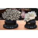 TWO EARLY 20TH CENTURY WHITE CORAL SPECIMANS. (2)