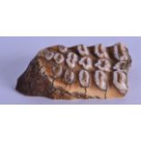 AN EARLY MAMMOTH TOOTH PAPERWEIGHT. 10 cm wide.