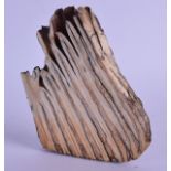 AN EARLY MAMMOTH TOOTH PAPERWEIGHT of naturalistic form. 15 cm x 12 cm.