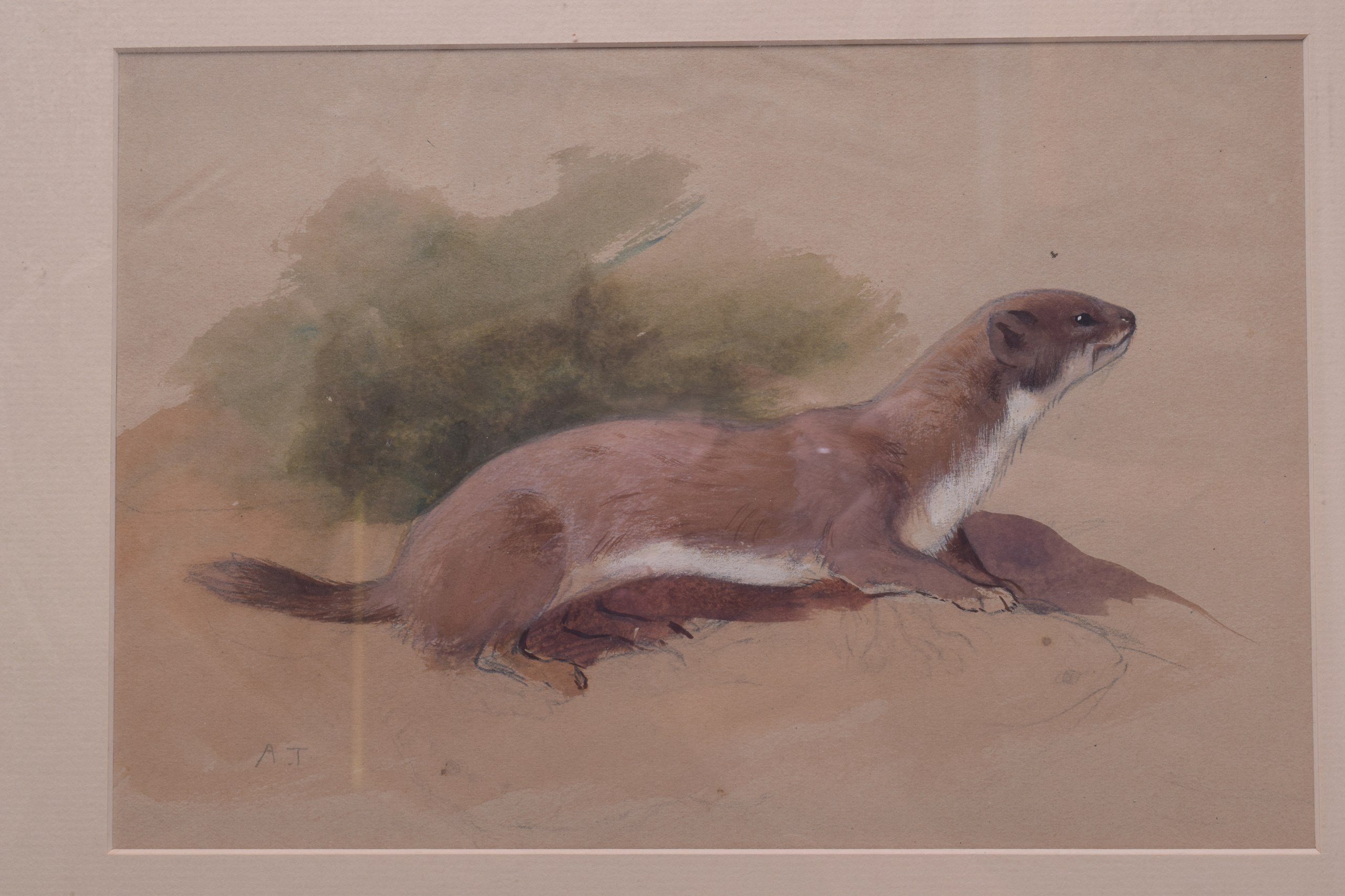 ARCHIBALD THORBURN (1860-1935), Framed Watercolour, depicting a weasel. 19 cm x 28 cm.