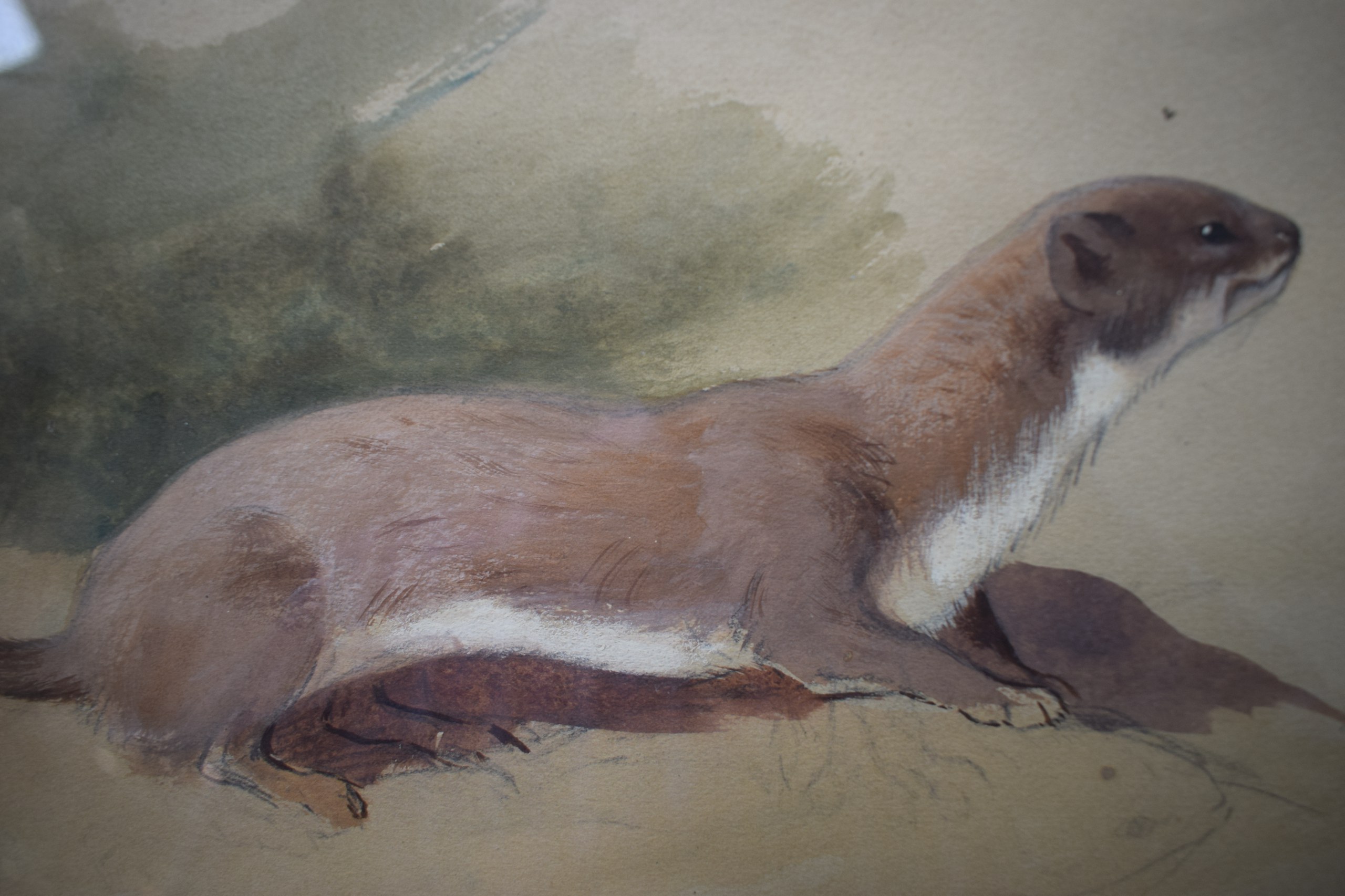 ARCHIBALD THORBURN (1860-1935), Framed Watercolour, depicting a weasel. 19 cm x 28 cm. - Bild 2 aus 4