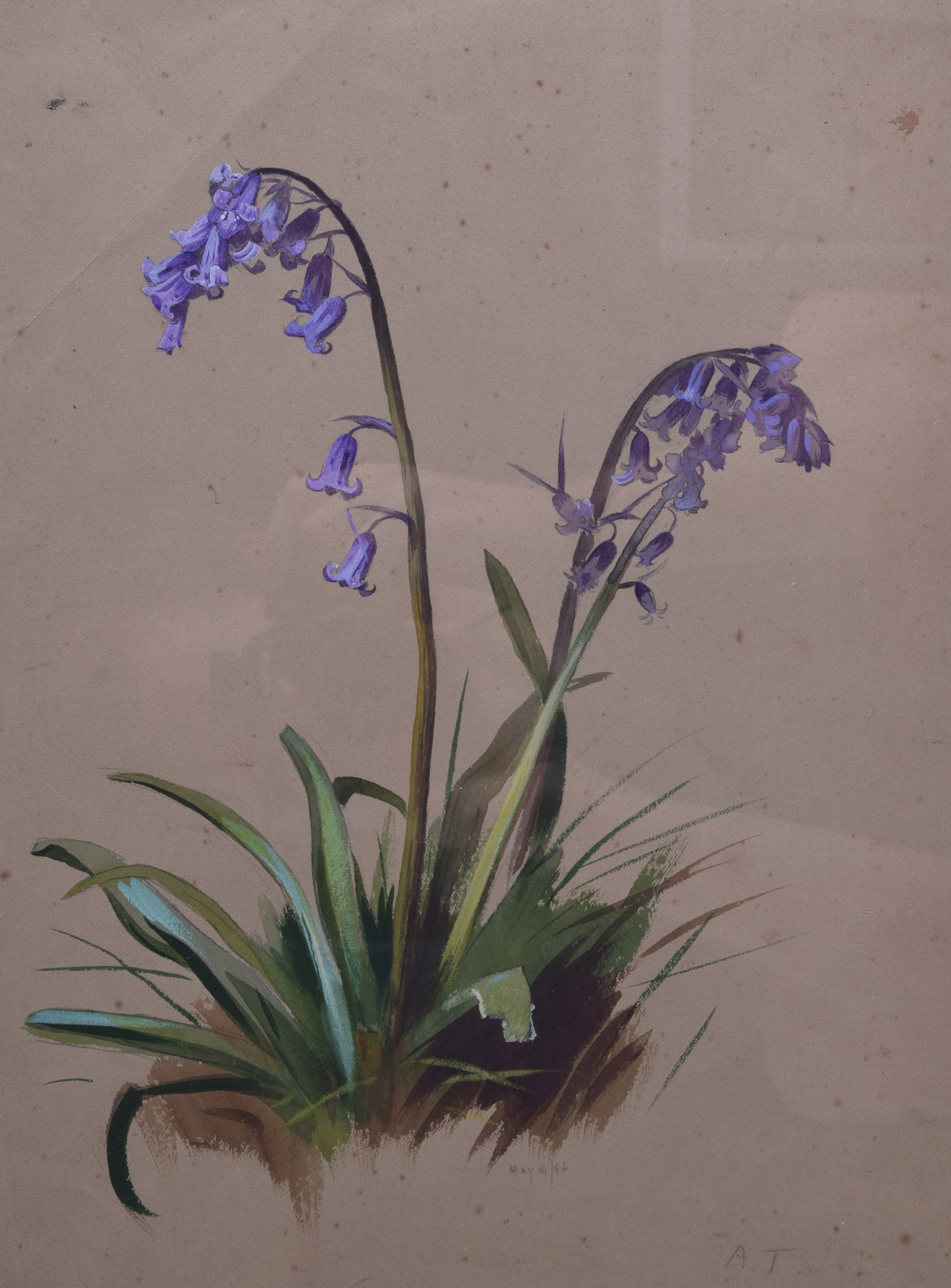 ARCHIBALD THORBURN (1860-1935), Framed Watercolour, depicting a purple plant . 35 cm x 26 cm.