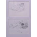 ARCHIBALD THORBURN (1860-1935), Framed Pencil Sketch, depicting birds . Each 10.5 cm x 14.5 cm.