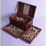A LARGE ANTIQUE MAHOGANY CARVED SHELL INLAID BOX the lid rising to reveal numerous snail shells. Box