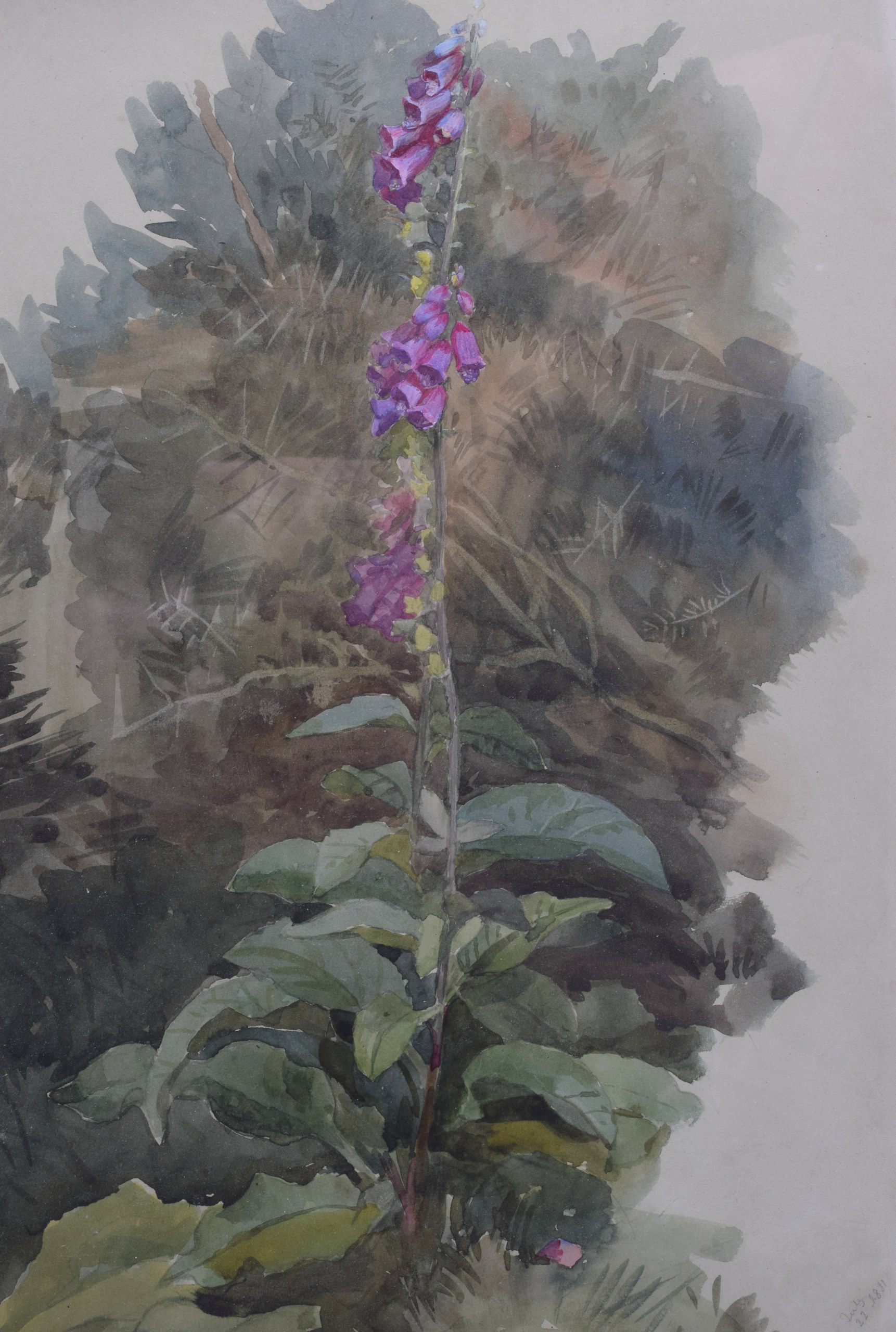 ARCHIBALD THORBURN (1860-1935), Framed Watercolour, depicting a purple plant . 34 cm x 24 cm.