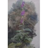 ARCHIBALD THORBURN (1860-1935), Framed Watercolour, depicting a purple plant . 34 cm x 24 cm.