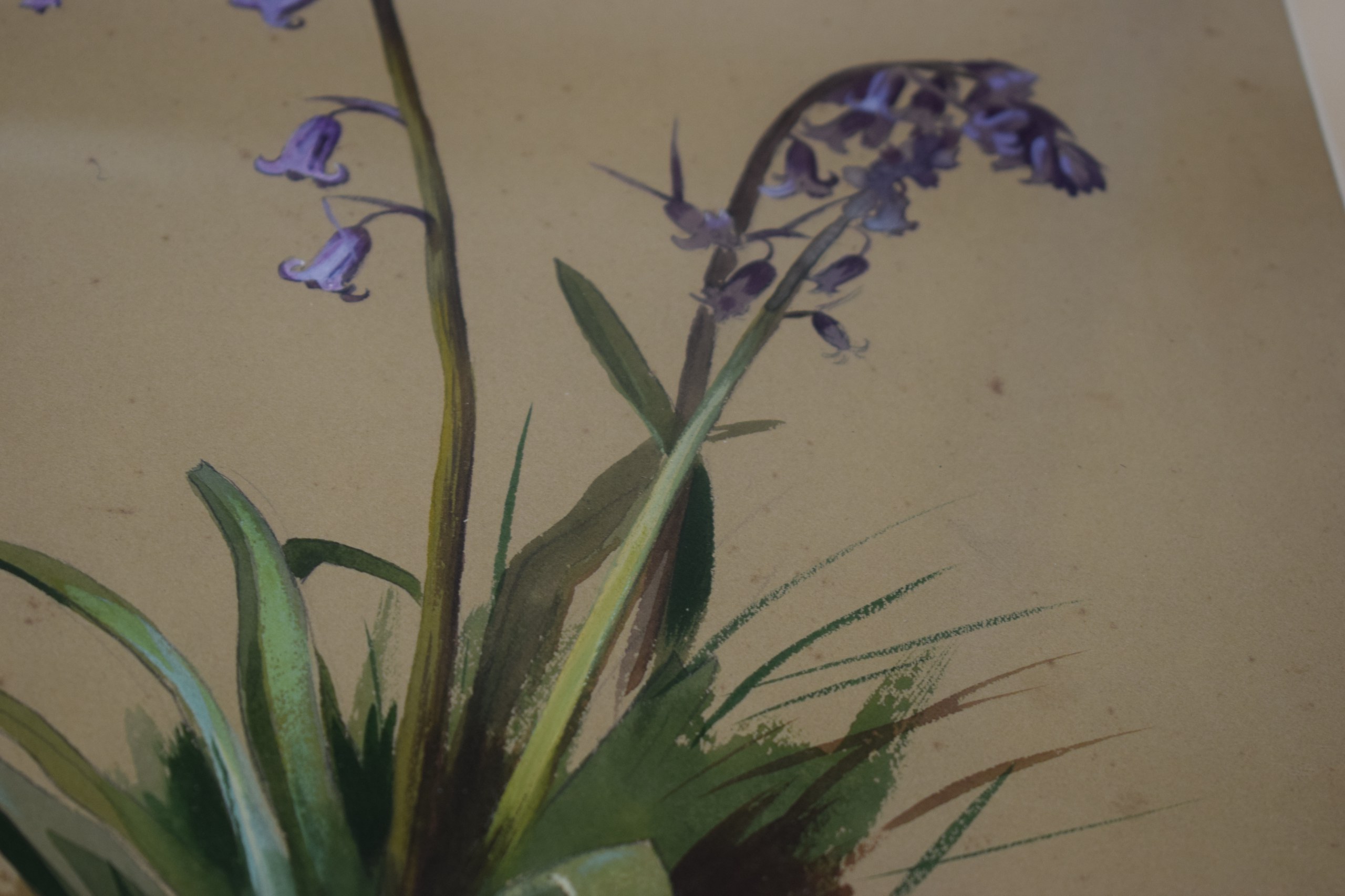 ARCHIBALD THORBURN (1860-1935), Framed Watercolour, depicting a purple plant . 35 cm x 26 cm. - Bild 3 aus 3