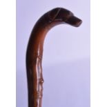 A 19TH CENTURY CARVED HARDWOOD WALKING CANE with dog head terminal. 83 cm long.