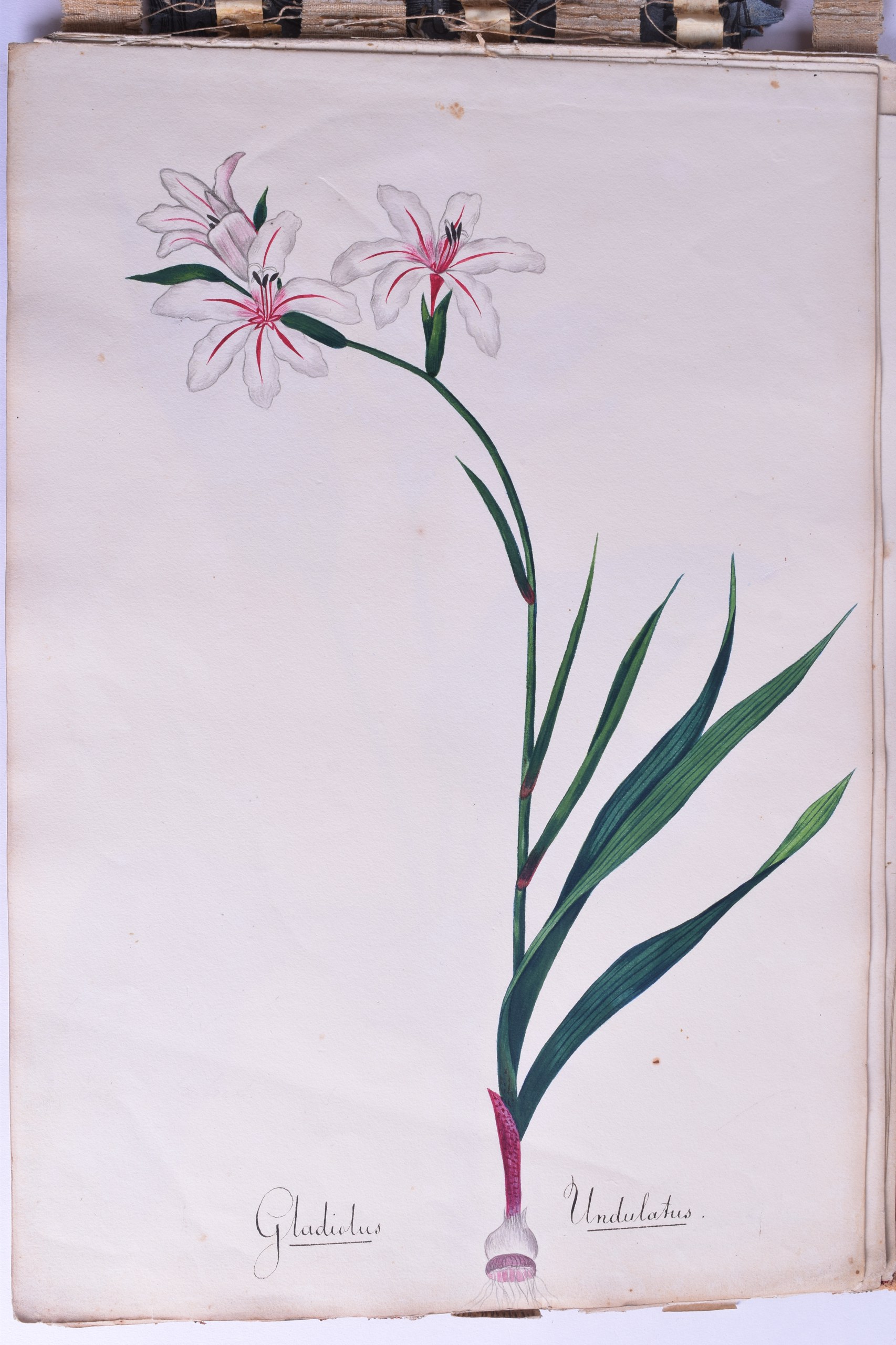 A GOOD 19TH CENTURY FOLIO OF MAINLY WATERCOLOURS including many botanical studies. (qty) - Bild 3 aus 3