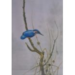 A FRAMED PRINT, depicting a kingfisher perched on a branch. 43 cm x 28 cm.