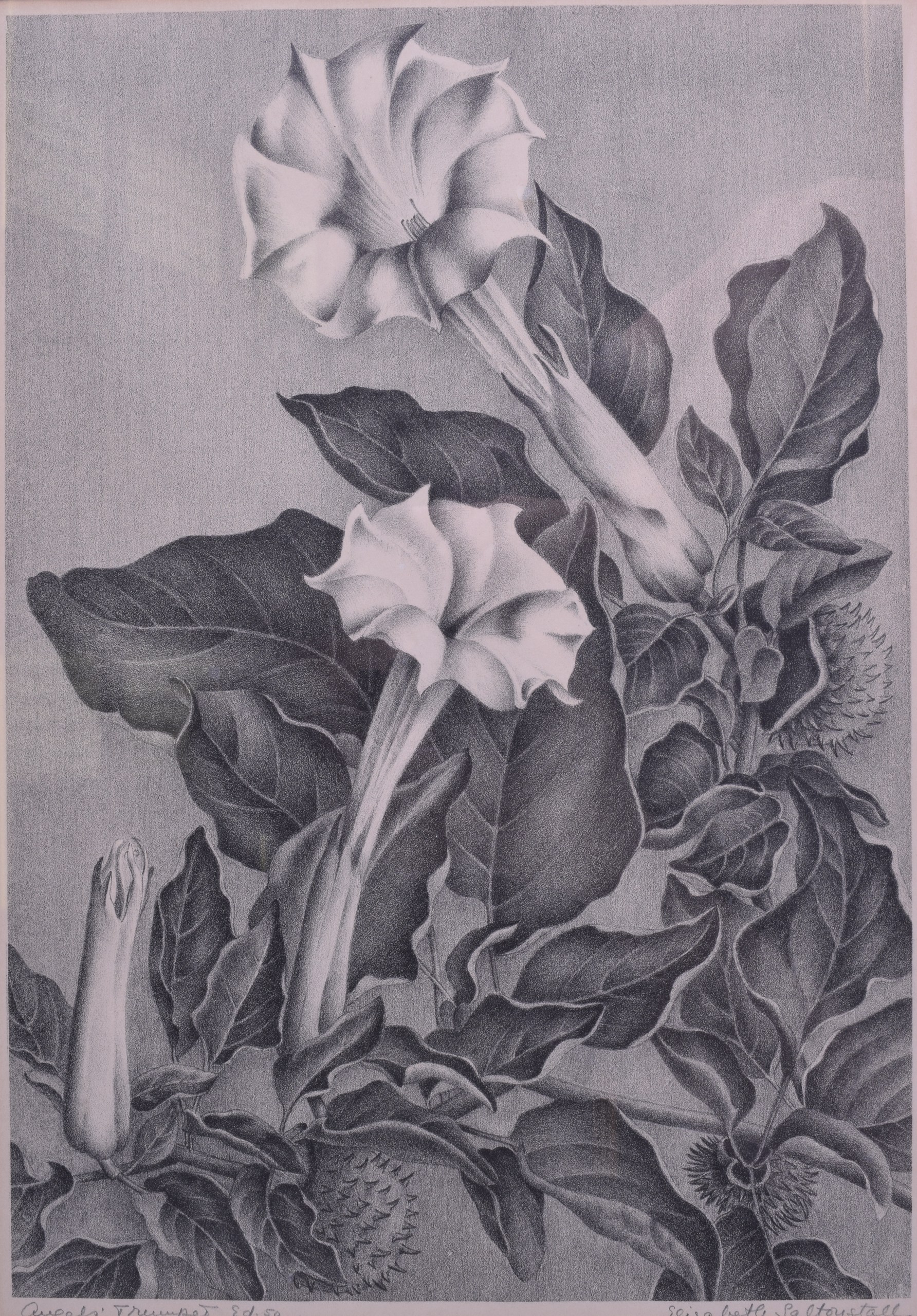 ELIZABETH SALTONSTALL (British), Framed Pair Lithographs, "Althea Blossoms", together with another