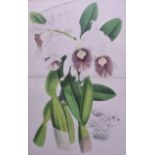 JOHN NUGENT FITCH (Circa 1882),Rare Framed Hand Coloured double Lithograph, an Orchid. 47 cm x 28