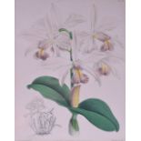 JOHN NUGENT FITCH (Circa 1882), Framed Hand Coloured Lithograph, an Orchid, together with another