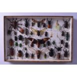 A VICTORIAN/EDWARDIAN FRAMED OPEN TAXIDERMY depicting beetles, spiders and other insects etc. 30