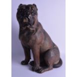 A GOOD 19TH CENTURY AUSTRIAN TERRACOTTA PUG DOG modelled standing upon his front legs. 51 cm x 30