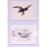ARCHIBALD THORBURN (1860-1935), framed double sketch,study of a golden eagle. Largest 7.5 cm x 10
