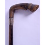 A LATE VICTORIAN/EDWARDIAN CARVED HORN HANDLED WALKING CANE with silver mounts, in the form of a