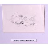 ARCHIBALD THORBURN (1860-1935), framed sketch, study of birds . 10 cm x 15 cm.