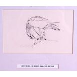 ARCHIBALD THORBURN (1860-1935), framed sketch, study of an eagle. 10 cm x 16 cm.