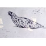 ARCHIBALD THORBURN (1860-1935), framed sketch,study of bearded seal. 18 cm x 27 cm.