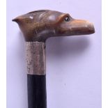 A LATE VICTORIAN/EDWARDIAN CARVED HORN HANDLED WALKING CANE with silver mounts, in the form of a