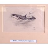 ARCHIBALD THORBURN (1860-1935), framed sketch, study of a killer whale. 9 cm x 15 cm.