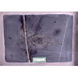 A FRAMED EARLY MIDDLE TRIASSIC PERIOD KEICHOSAURUS. Image 25 cm x 19 cm.