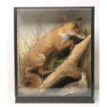A TAXIDERMY STUDY OF A FOX, depicted stalking up a rock face with a Grey Hen sheltering below, in