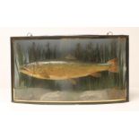 A TAXIDERMY CASED TROUT BY J. E. MILLER, LEEDS, the brown trout in a naturalistic setting, contained