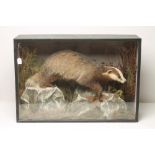 A TAXIDERMY STUDY OF A BADGER, depicted on rocks with foliage, in glazed case, 25 3/4" X 37 1/4" (
