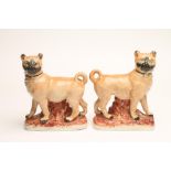 A PAIR OF LATE VICTORIAN STAFFORDSHIRE POTTERY PUGS, standing wearing padlocked collars, on a