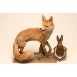 A TAXIDERMY FOX, mid 20th century, standing alert amongst natural setting, 21" long, together with a