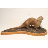 A TAXIDERMY OTTER, early 20th century, standing within a natural setting, on a later base and oak