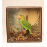 A LATE VICTORIAN TAXIDERMY DISPLAY CASE containing a parakeet realistically modelled perched on a