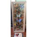 Vintage case of butterflies and related books